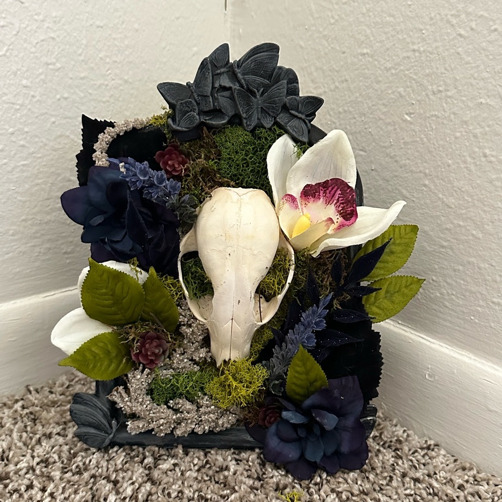 Red Squirrel Skull Macabre Plaque Oddity Curiosities Decor Taxidermy gi